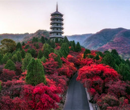 ��Ҷ�Ƚ���