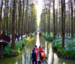 ����ˮ��ɭ��